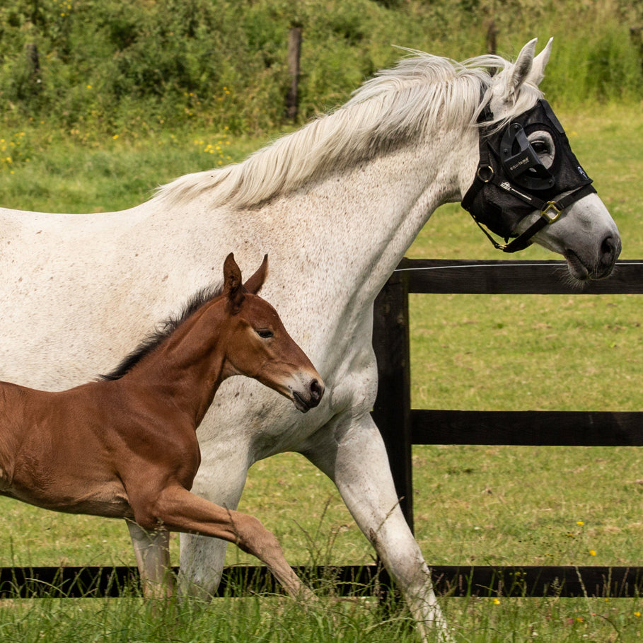 Curragh Light Mask